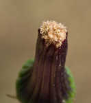 American burnweed